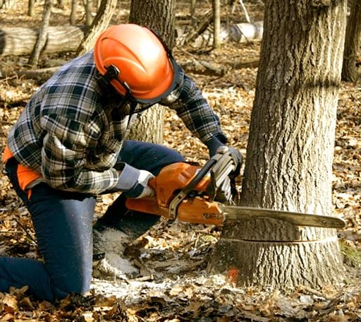 Tree Removal in Harrison, ID